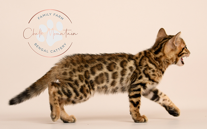 Bengal kitten for sale